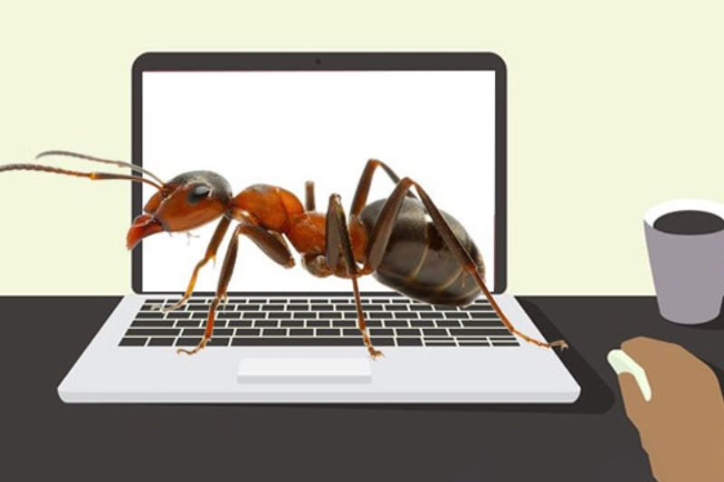 kiến vào laptop