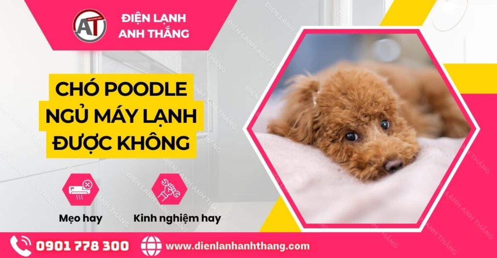 chó poodle ngủ máy lạnh được không Điện lạnh Anh Thắng