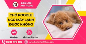 chó poodle ngủ máy lạnh được không Điện lạnh Anh Thắng