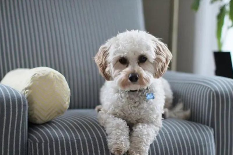 chó poodle ngủ máy lạnh được không