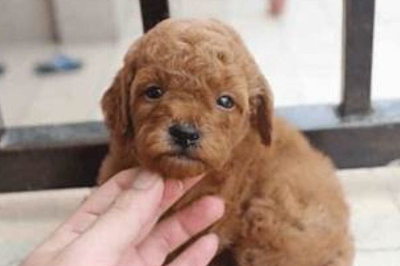 đặc tính chó poodle