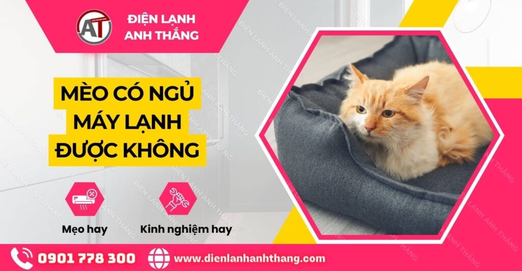 mèo có ngủ máy lạnh được không Điện lạnh Anh Thắng