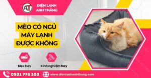 mèo có ngủ máy lạnh được không Điện lạnh Anh Thắng