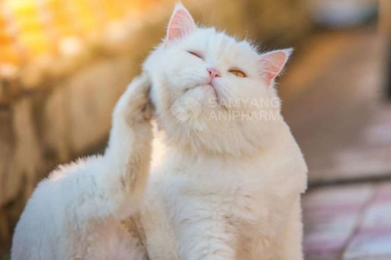 mèo giải nhiệt