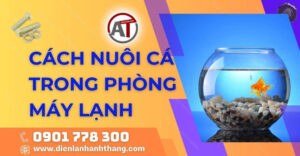 cách nuôi cá trong phòng máy lạnh Điện lạnh Anh Thắng