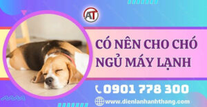 có nên cho chó ngủ máy lạnh Điện lạnh Anh Thắng