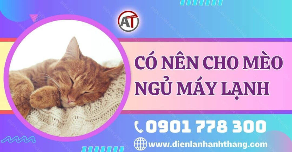 Giải Đáp Có Nên Cho Mèo Ngủ Máy Lạnh Không? Những Điều Lưu Ý 2025 có nên cho mèo ngủ máy lạnh Điện lạnh Anh Thắng