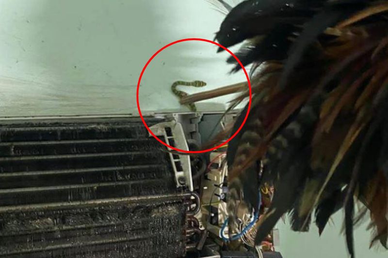 Giải Đáp Rắn Chui Vào Máy Lạnh Bằng Đường Nào Và Khắc Phục 2025 đuổi rắn