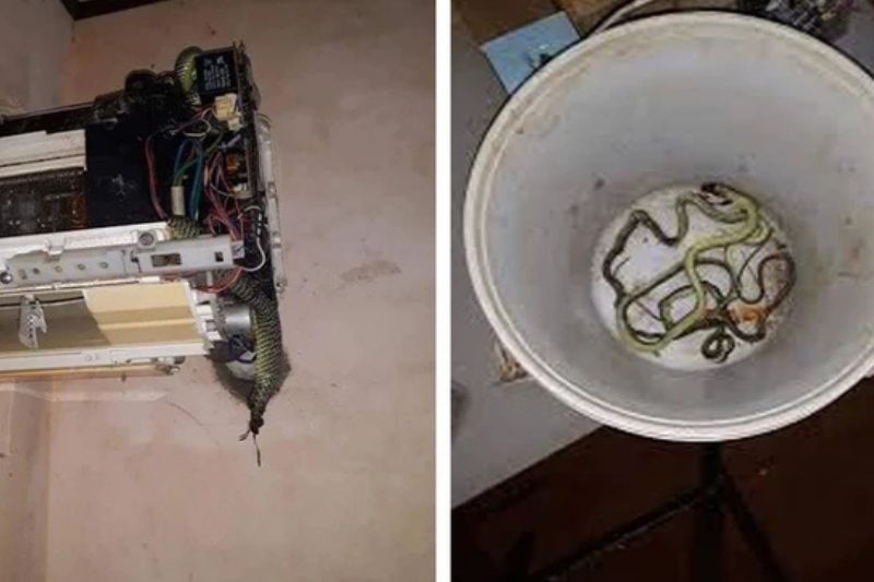 Giải Đáp Rắn Chui Vào Máy Lạnh Bằng Đường Nào Và Khắc Phục 2025 rắn chui vào máy lạnh